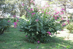 Bauhinia blakeana